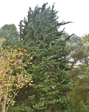 Chamaecyparis lawsoniana wisellii