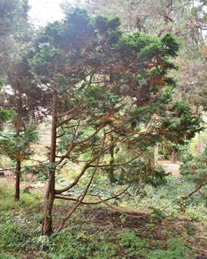 Chamaecyparis Obtusa Flabelliformis