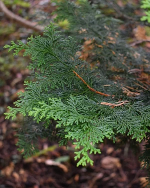 Chamaecyparis Obtusa Flabelliformis