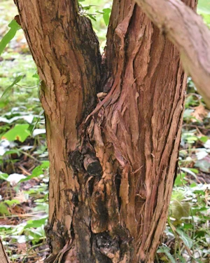 Chamaecyparis Obtusa Flabelliformis
