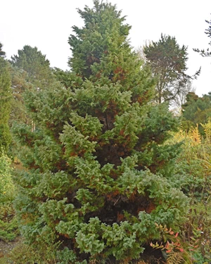 Fagus sylvatica