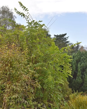 Coriaria nepalensis