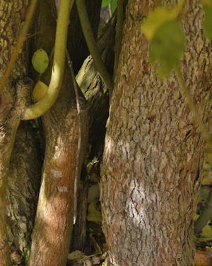 Cornus australis