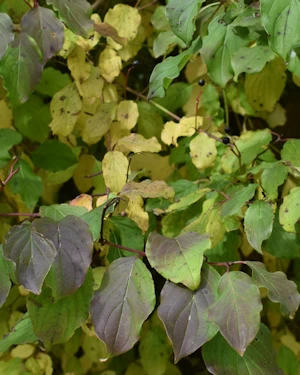 Cornus australis