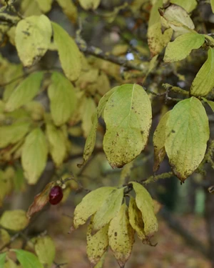 Cornus mas