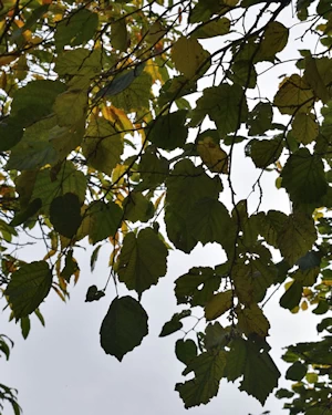 Corylus colurna