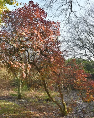Cotinus coggygria purpurea