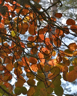 Cotinus coggygria purpureus