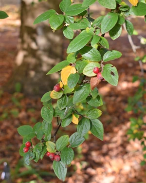 Cotoneaster armenus