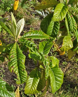 Eriobotrya japonica