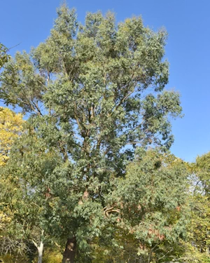 Eucalyptus dalrympleana