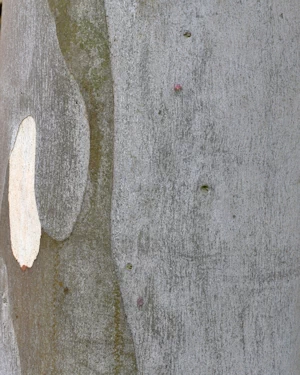 Eucalyptus Dalrympleana
