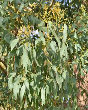 Eucalyptus Dalrympleana