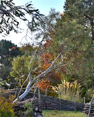 Eucalyptus moorei