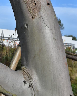 Eucalyptus moorei