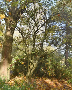Euonymous Hamiltonianus lanceifolia