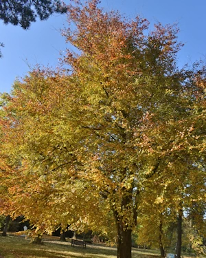 Fagus sylvatica atropurpurea