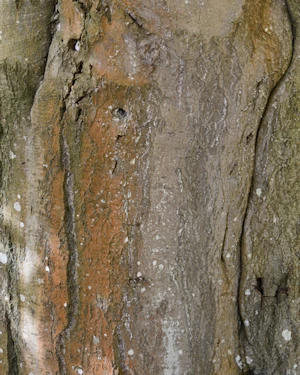 Fagus sylvatica atropurpurea