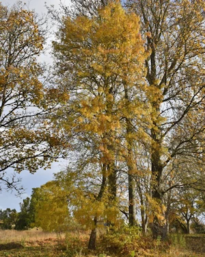 Fraxinus angustifolia oxycarpa