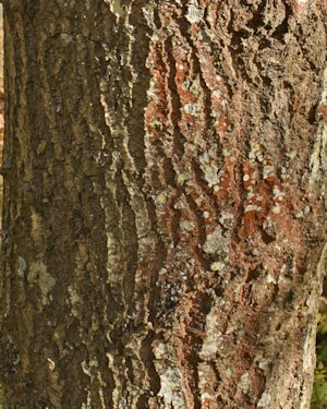 Fraxinus angustifolia oxycarpa