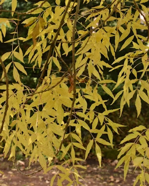 Fraxinus angustifolia oxycarpa