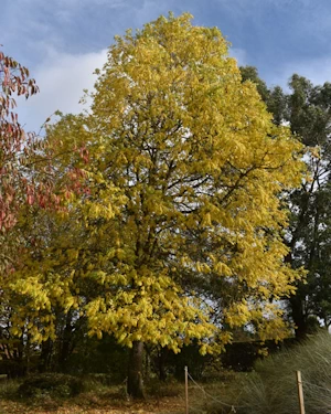 Fraxinus latifolia