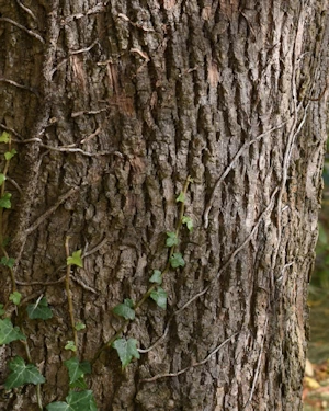 Fraxinus latifolia