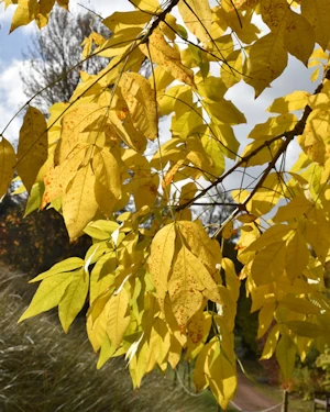 Fraxinus latifolia