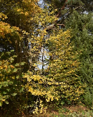 Ginkgo biloba