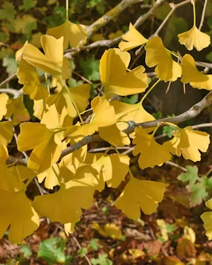 Ginkgo biloba
