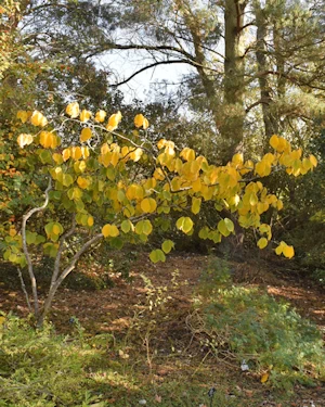 Hamamelis mollis