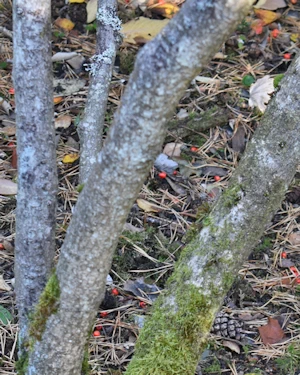 Hamamelis mollis