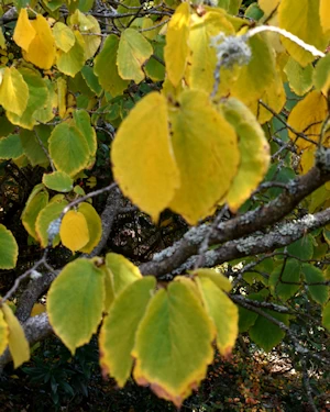 Hamamelis mollis