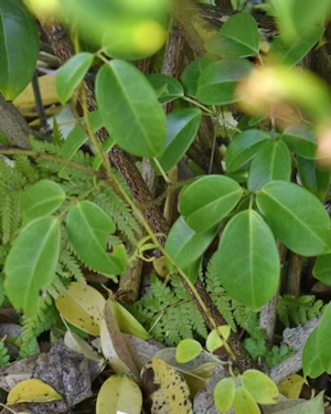 Holboellia coriacea