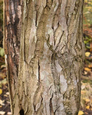 Juglans Ailantifolia Cordiformis