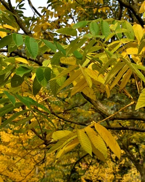 Juglans Ailantifolia Cordiformis