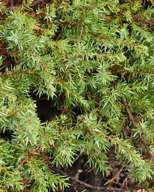 Juniperus communis Hornibrookii
