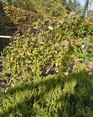 Lonicera tragophylla