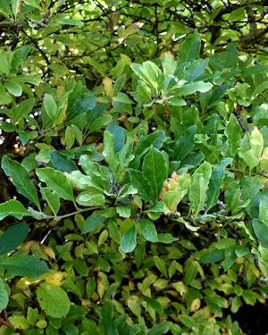 Magnolia stellata waterlily
