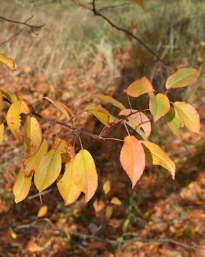 Malus spectabilis
