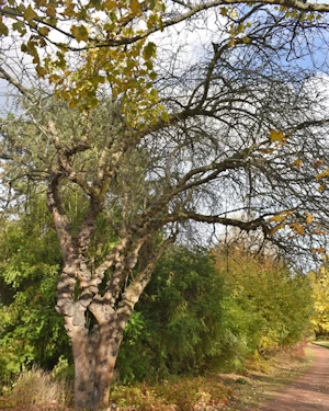 Malus spectabilis