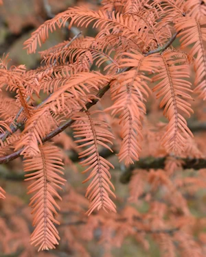 Metasequoia glyptostroboides