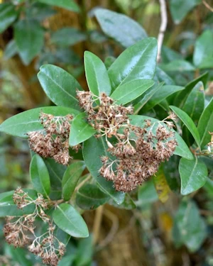 Olearia avecennifolia x paniculata