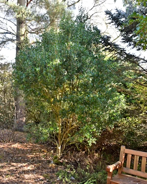Osmanthus decorus