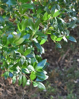 Osmanthus decorus