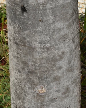 Phyllocladus trichomanoides