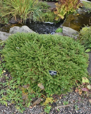 Picea Abies Pseudoprostrata