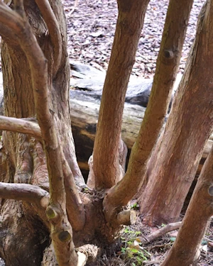 Picea omorika