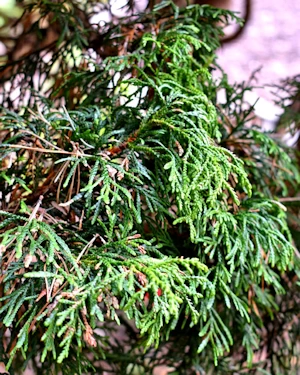 Picea omorika