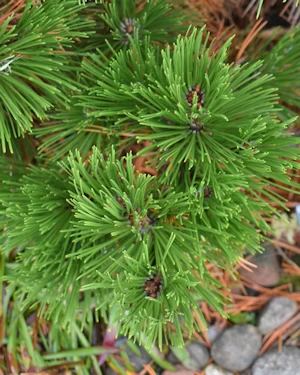 Pinus leucodermis leaf